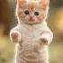 APT By Cat Must Listen Apt Cat Catsinging