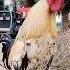 Germany Rooster Crowing Sound In Village Morning Cock Hen Gallos