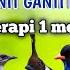 2 Jam Tembakan Kasar Tiap 5 Menit Ganti Materi Jeda Terapi 1 Menit Suara Jernih Di Jamin Mudah Masuk