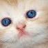 Очень милый и самые нежный котенок смешной и нежный котенок