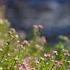 Soothing Birdsong And The Gentle Murmur Of A Stream