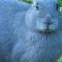 Rabbit Sounds