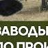 Заводы Аллаха по производству молока