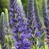 Новинка для вертикалей в саду Veronica Spicata INSPIRE BLUE