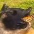 Dog With Butterfly On Nose Meme Meme