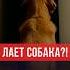 Что делать если лает собака Просите у Всевышнего защиту от шайтана ислам думу мечеть защита