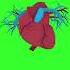 3D Human Heart Beating Animation Green Screen