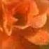 JULIO IGLESIAS When You Tell Me That You Love Me