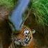 Giant Anaconda Grabs Tiger