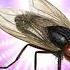 O Cyanic Magic Fly O Cyanic Space Remix