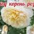 ВЫРАЩИВАЕМ БАЗАЛЬНЫЕ ПОБЕГИ РОЗ розыицветыиринанаумова орозахза1минутуиринанаумова розывсаду