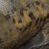 10 Animals That Ate Their Owners