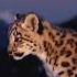 This Snow Leopard Cub Feels Like A Dream