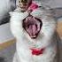 Все ли кошки умеют ловить мышей Какие кошки лучшие охотники кот коты кошка