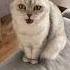 Как понять что у кошки началась течка кошка кот котики