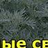 Лечебные свойства полыни Полынь горькая