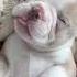 Sleepy Babies Frenchie Puppy Dog Cute Funnydog Frenchbulldog Frenchiepuppy Puppylove
