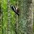 Woody Woodpecker Дятел Вуди