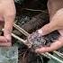 THIS IS WHAT HAPPENS IF YOU DARE TO FISH IN THE SWAMP WHEN IT RAINS 84 Bocahpecicilan