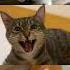 Cats Singing Camel By Camel ShortsShort CAT Meme Sandy Marton Camel By Camel 0