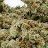 Can I Smoke With You Little Mama Feat Autotune Specialist Chapp The Rapstar