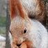 Не нужны мне дворцы и хоромы Squirrel Animals животные