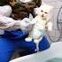 The Kitten S Mess Digging Trouble And A Soaked Clean Up Cattales Catfunny Animation Cat