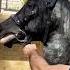 Horse Shorts лошадь Арабский Скакун