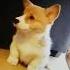 Corgi Howling