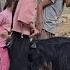 Hope In The Migration Of Nomads The Story Of Milking And Water Supply By An Engineer