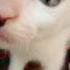 Aww So Cute Shortvideo Cat Shorts Short Song Youtubeshorts Trending Shortsfeed Funny
