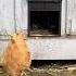 A Raccoon Killed My Chickens But Never Again
