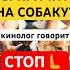 Подписывайся тут говорят о собаках собака собаки зоопсихология кинолог собакадругчеловека