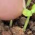 How To Grow Raspberry Plants From Seeds Easy Gardening Tips For Beginners