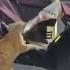 Cat Arrested For Stealing Fish