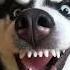 Звук для собак Пищалка Animals Sound Sound Dog Sound Cat Animals Puppy Sound