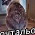 попробуй не открыть такому почтальону начнётся пакрошка двери