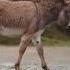 Donkey Sound