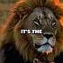Why Lion Is The King Of The Jungle