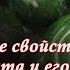 Целебные Свойства Нефрита и его Использование в Массаже