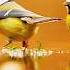 Cat TV Splashing Birds Special 8 Hour Curious Cat Enrichment And Relaxing Nature