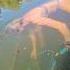 She Swam Into The Water To Catch My Snagged Smallmouth Bass Part 1 Swimbaits Riverfishing
