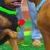 GTA V WHEN FRANKLIN DOG CHOP MARRIAGE HULK DOG Shorts Maheshwar Gamerz
