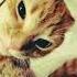 глаза из аниме Whiskas