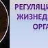Регуляция процессов жизнедеятельности Объединение Доказательная биология
