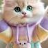 Top Cutest Cat Dance APT Song Style Cat Apt Cutecat Catdance