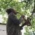 Музыка души импровизация птичий Jazz Saxophone импровизация Jazz Music Soprano Shorts