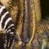 Daraspa Patterns Deepfunk Remix
