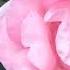 СЕМЬ РОЗ Розы для Вас SEVEN ROSE Красивейшая песня