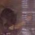 Мышь Mouse 鼠